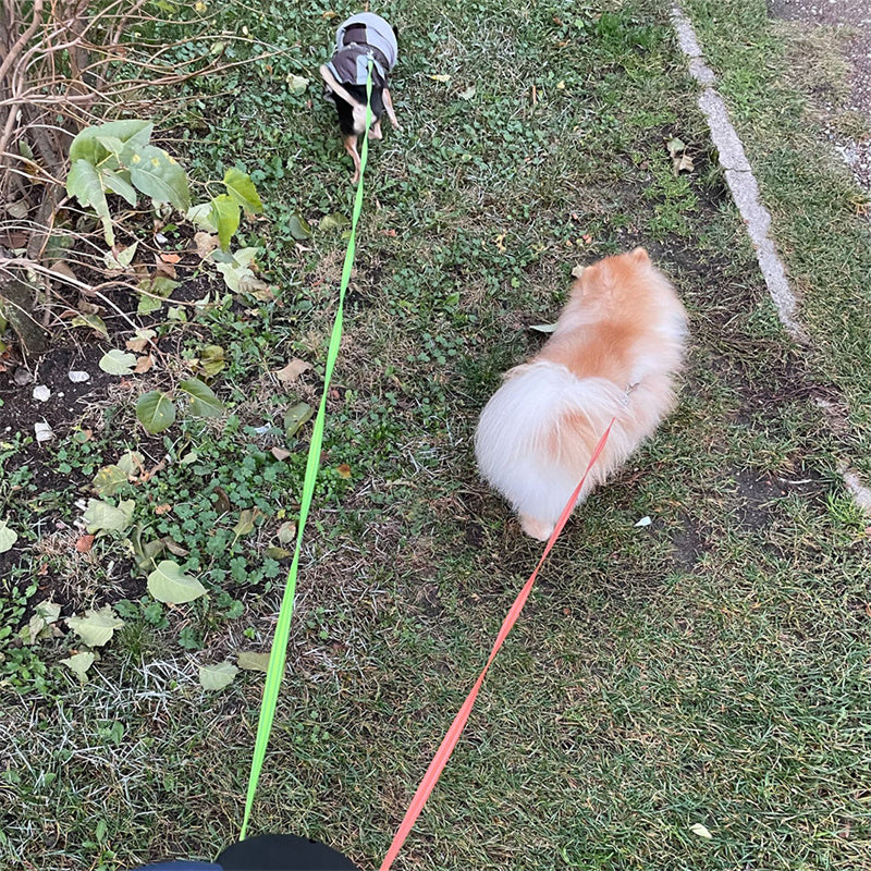 Reflective Dual Pet Leash with Lights